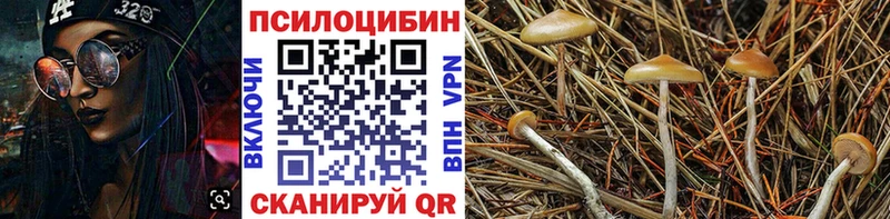 Галлюциногенные грибы Psilocybine cubensis  Шебекино 